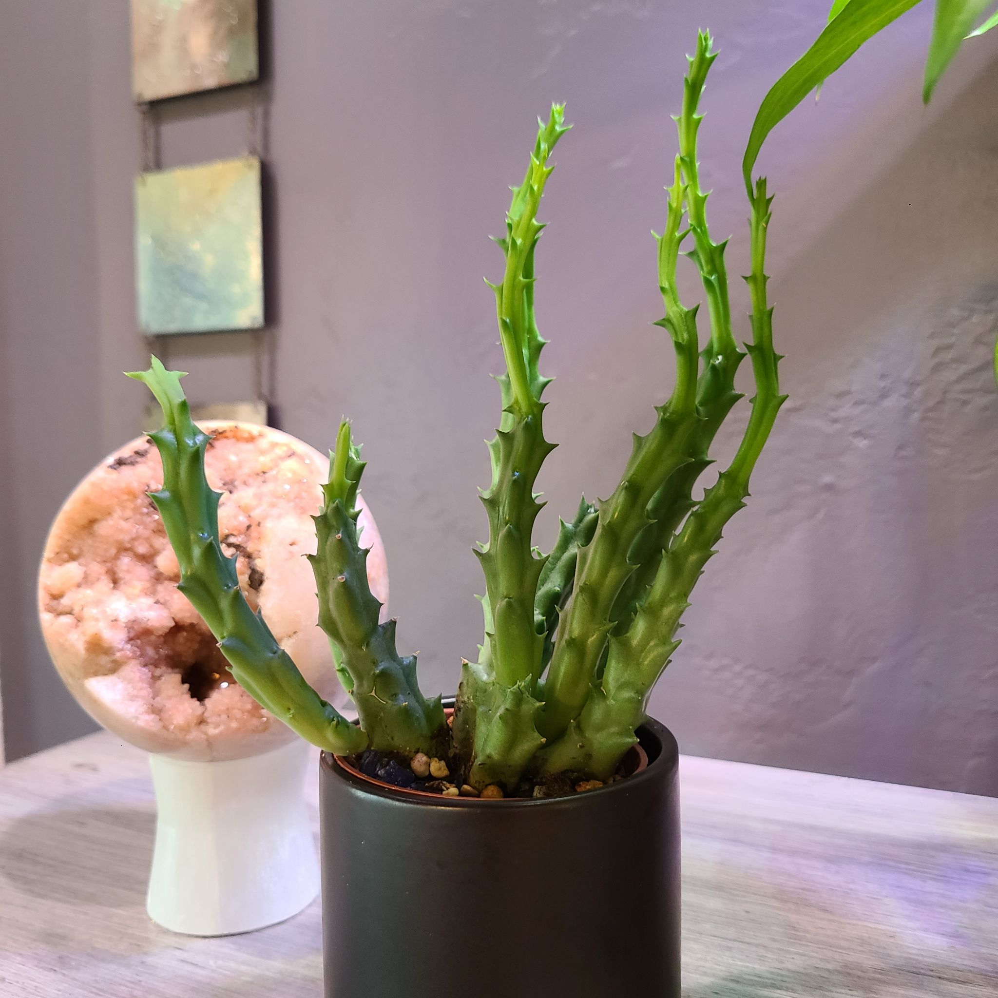 Stapelia Planiflora Jacq. plant in a pot, healthy with visible soil.