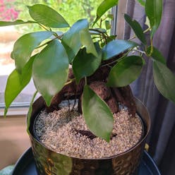 Ficus Ginseng plant