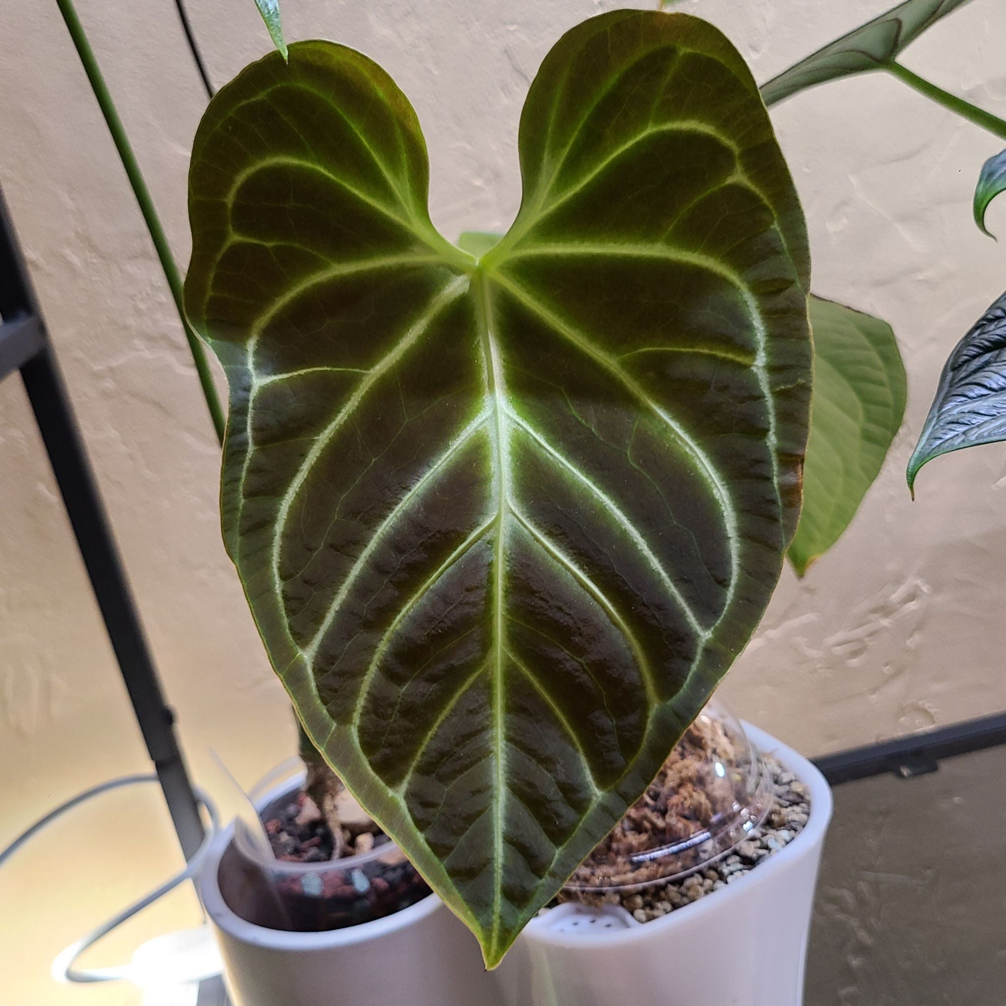 Why Are My Anthurium regale Leaves Dropping?