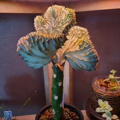 Crested Elkhorn plant
