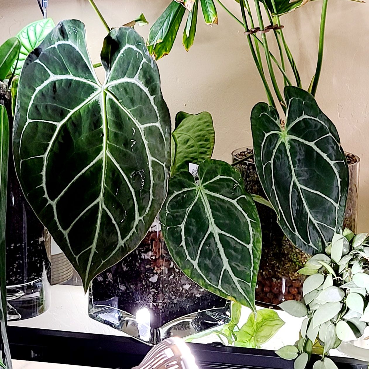 Photo of the plant species Anthurium Forgetii Magnificum by @Paradox named Naji - Magnificum x Dorayaki x Forgetii Silver on Greg, the plant care app