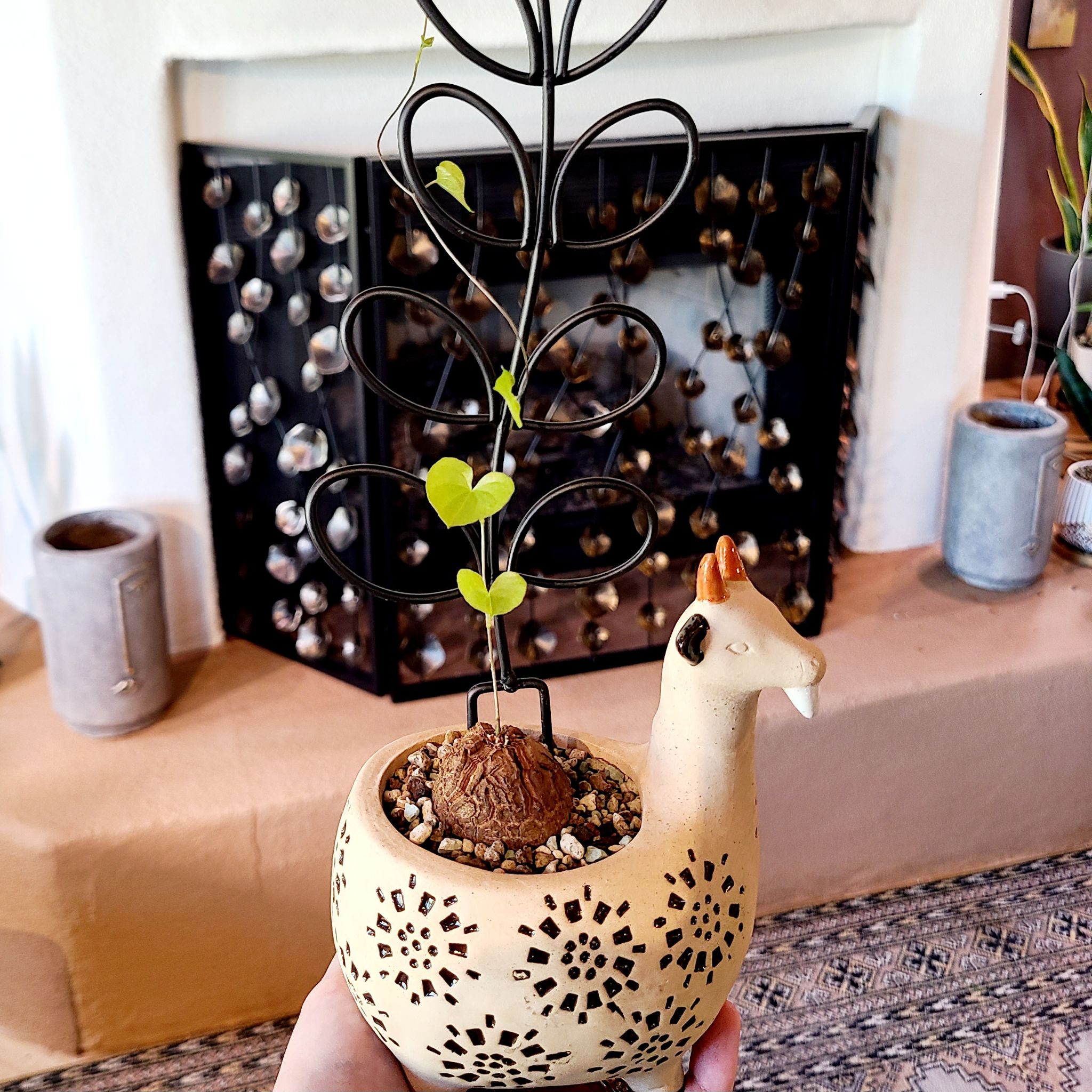 Hottentot Bread plant in a decorative animal-shaped pot with a metal frame, background includes a fireplace.