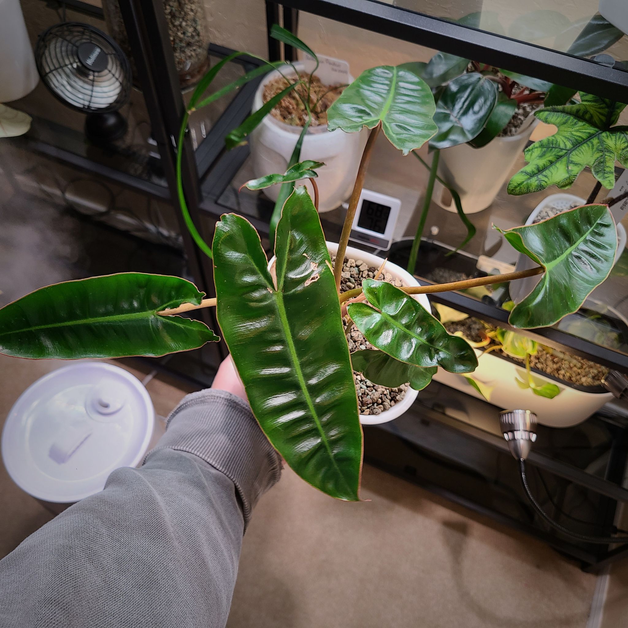 Philodendron billietiae plant with healthy green leaves, held by a hand, in a well-lit indoor setting.