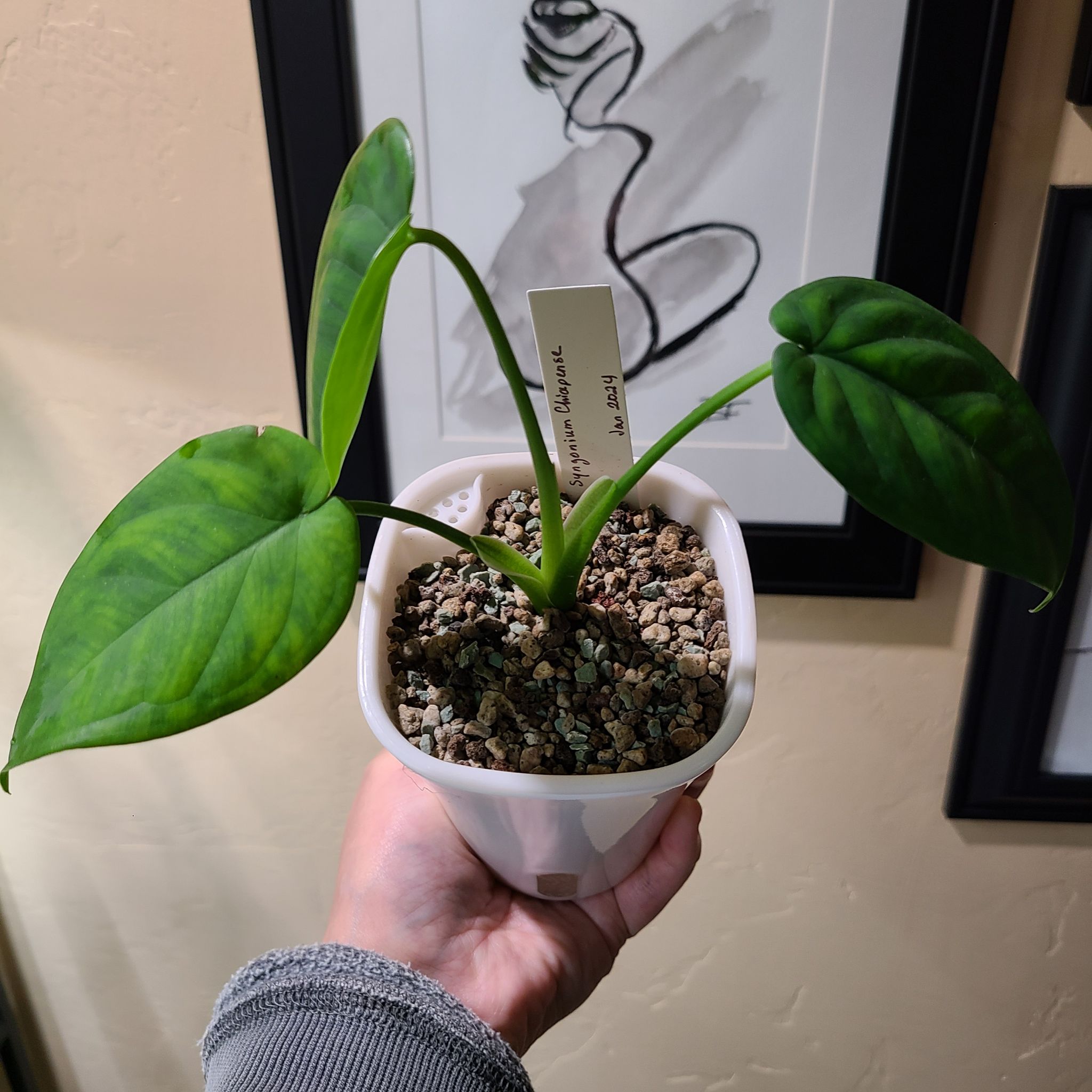 Syngonium chiapense plant in a white pot held by a hand, with vibrant green leaves.