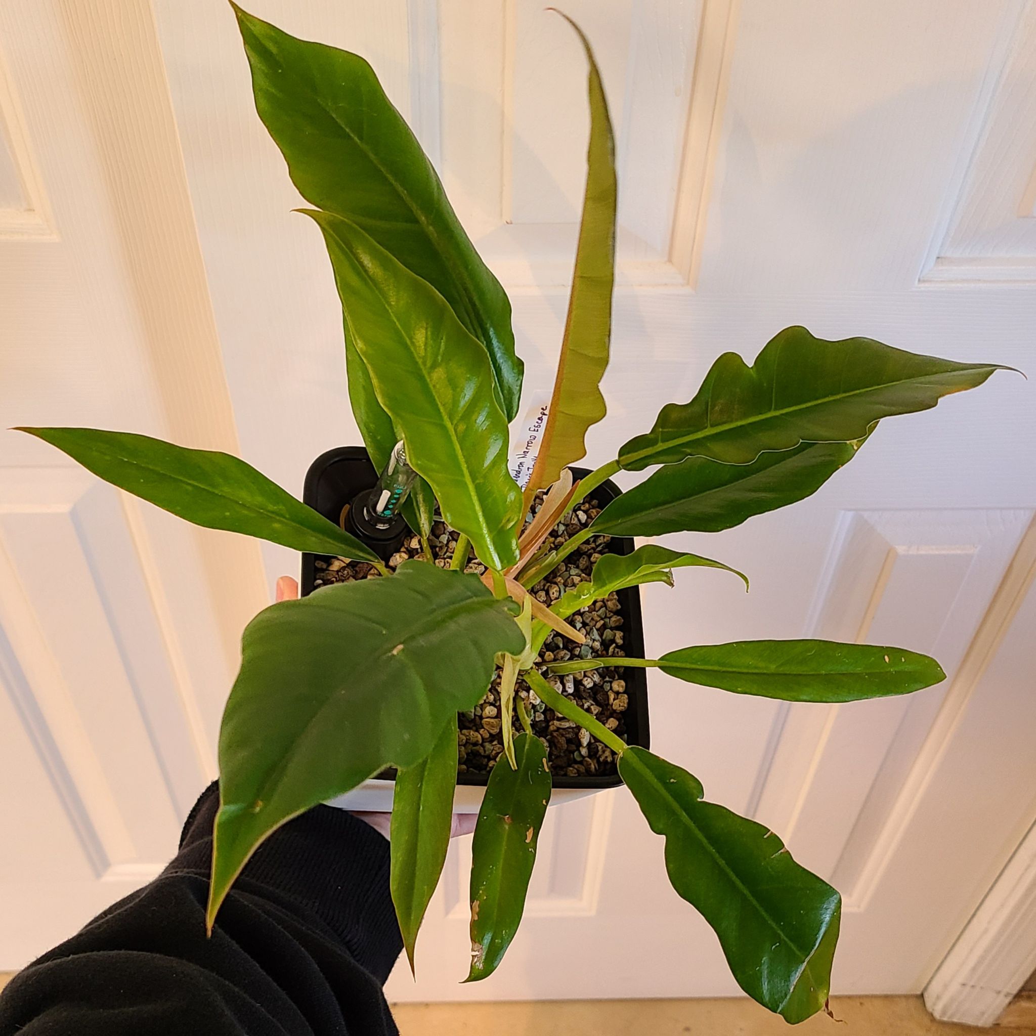 Philodendron Narrow Tiger Tooth plant in a small pot, held by a hand.