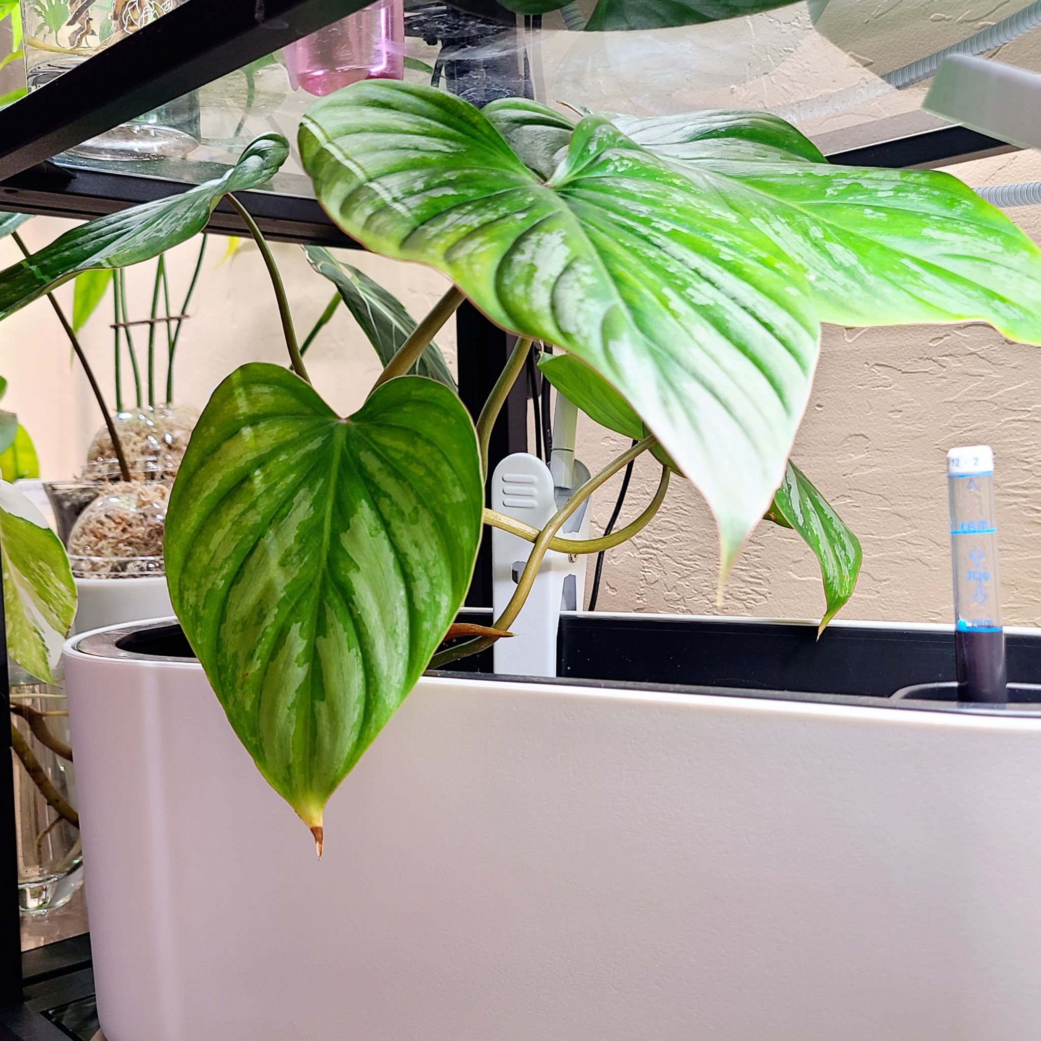 Philodendron Pastazanum plant with large, green, heart-shaped leaves in an indoor planter.