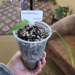 Strap Leaf Anthurium plant