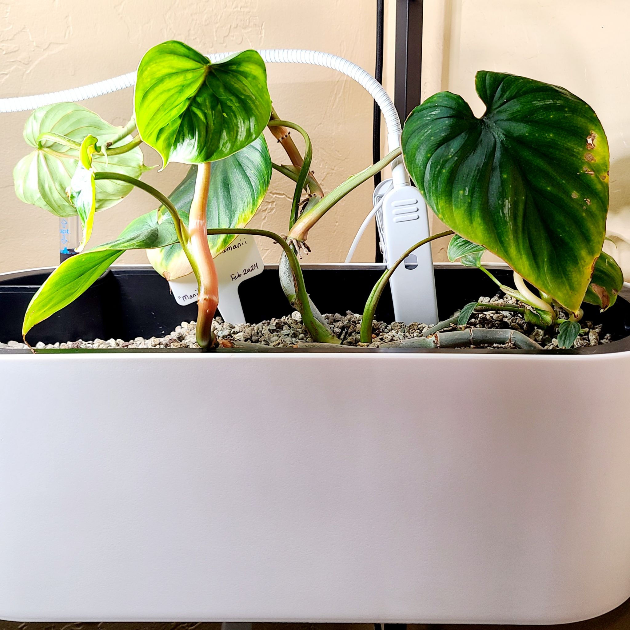 Philodendron plowmanii plant in a white container with some yellowing and browning leaves.