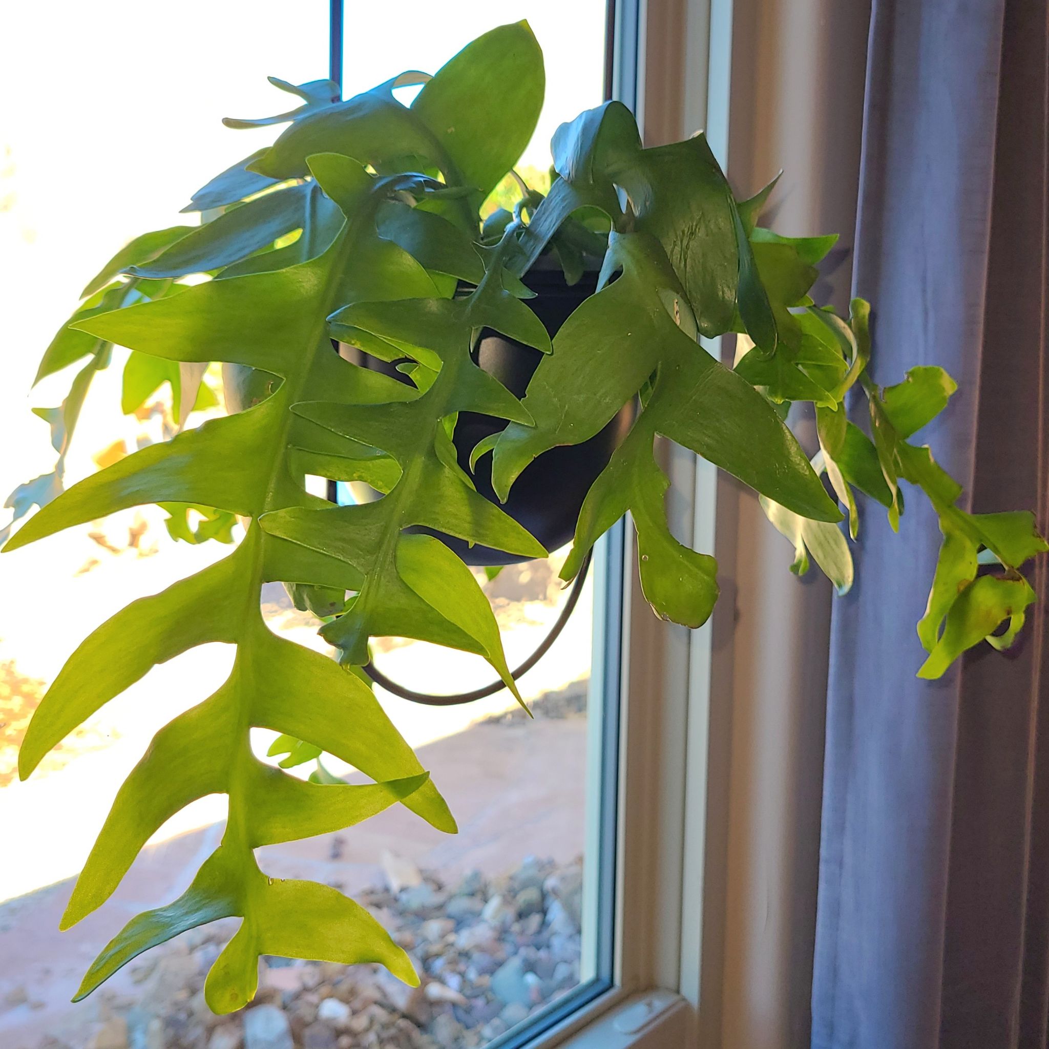 Healthy shark fin cactus (Epiphyllum anguliger) near a window with green leaves.