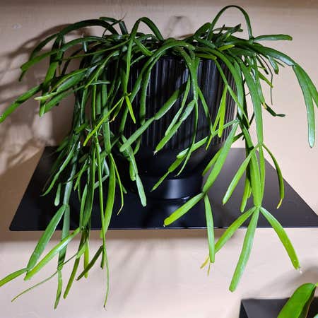 Photo of the plant species Rhipsalis Micrantha f. Tonduzii by @Paradox named Dreads on Greg, the plant care app