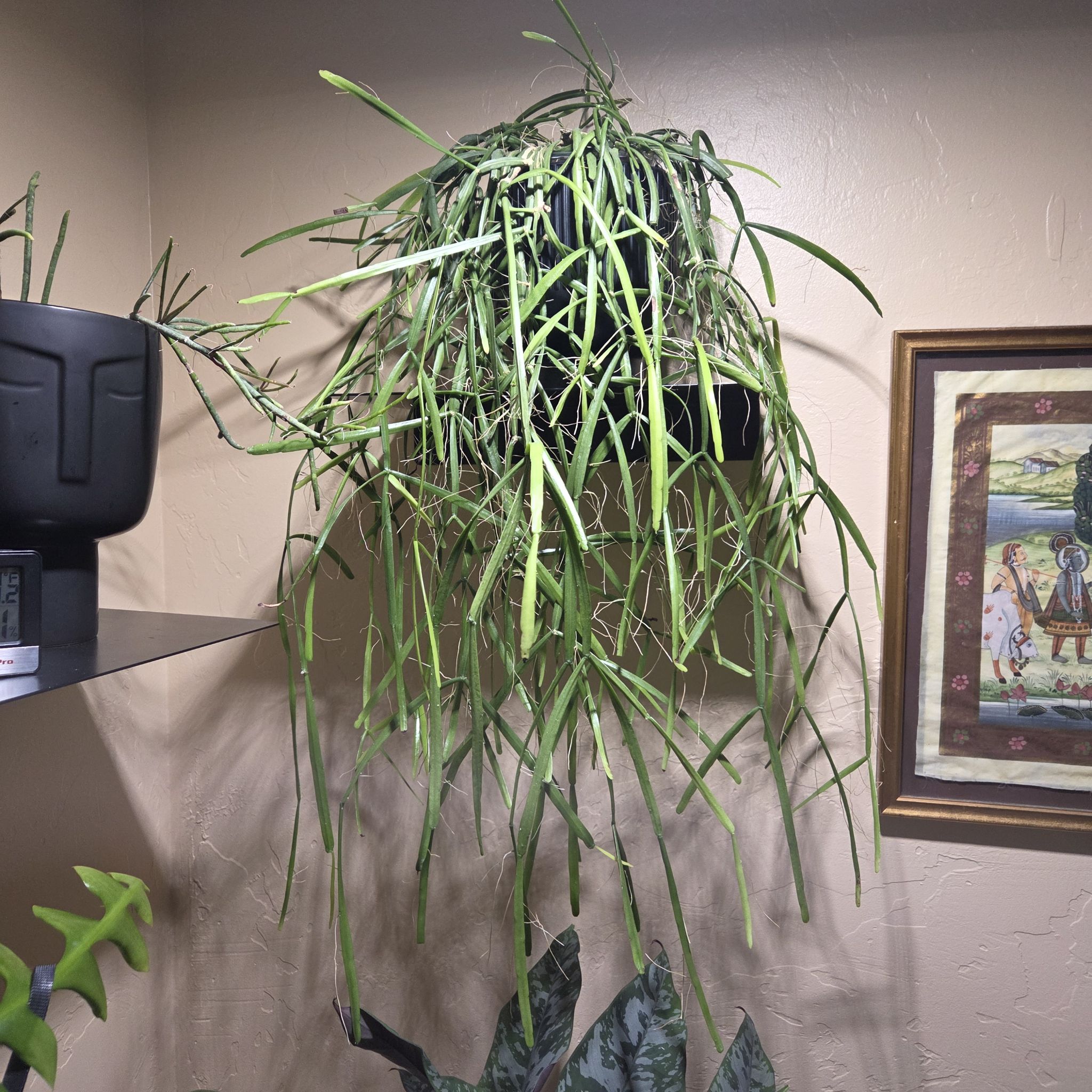 Photo of the plant species Forest Cactus by @Paradox named Mantle - Lepismium bolivianum on Greg, the plant care app