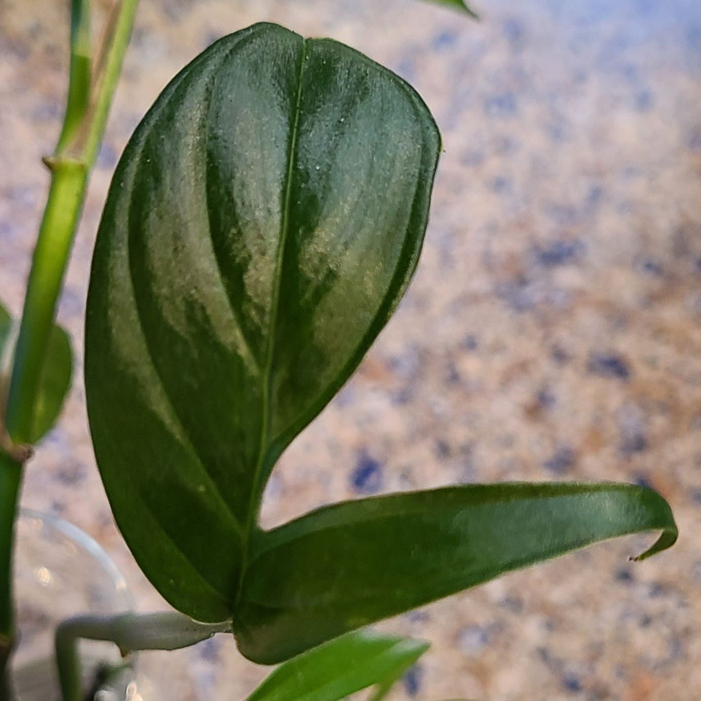 Close-up of a healthy Monstera subpinnata leaf with a blurred background.