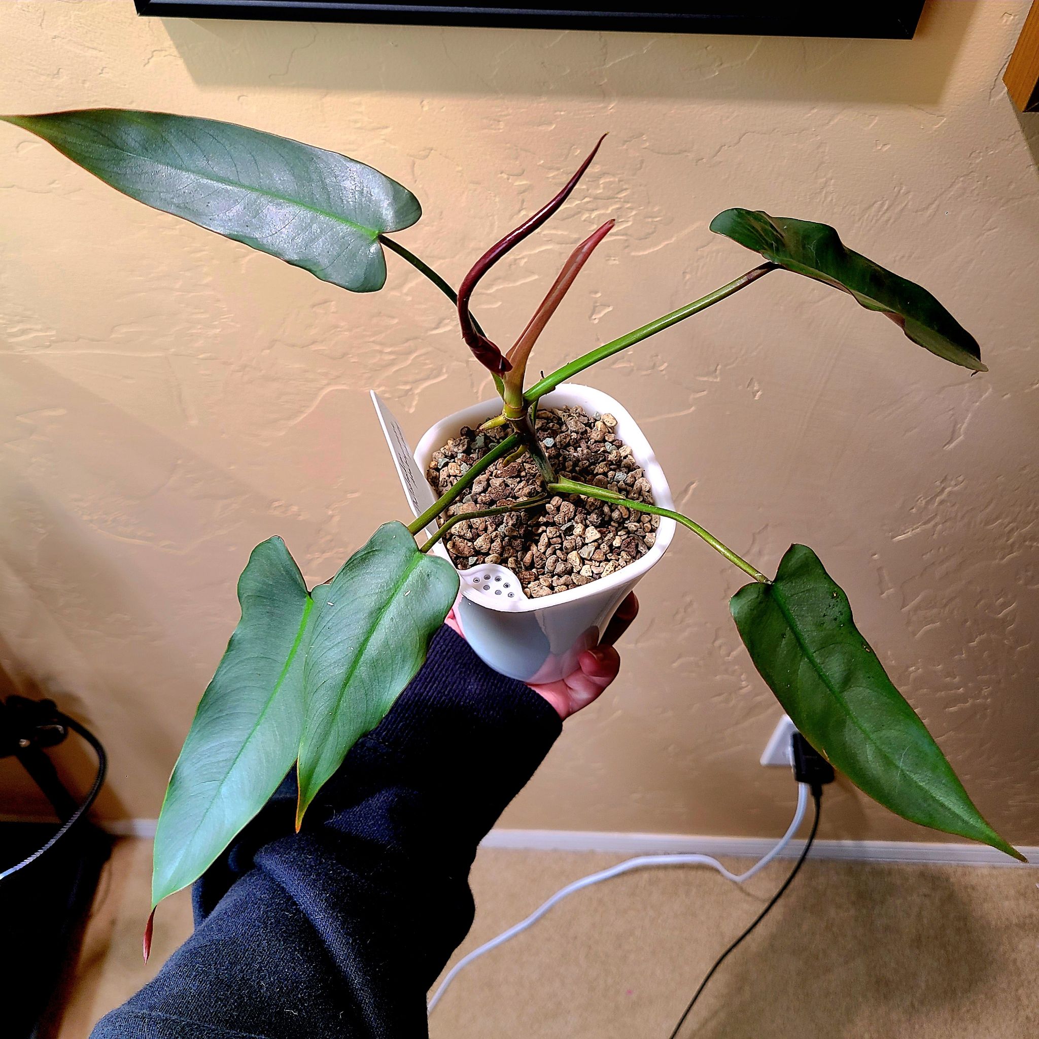 Philodendron atabapoense plant in a white pot held by a hand, with visible soil.