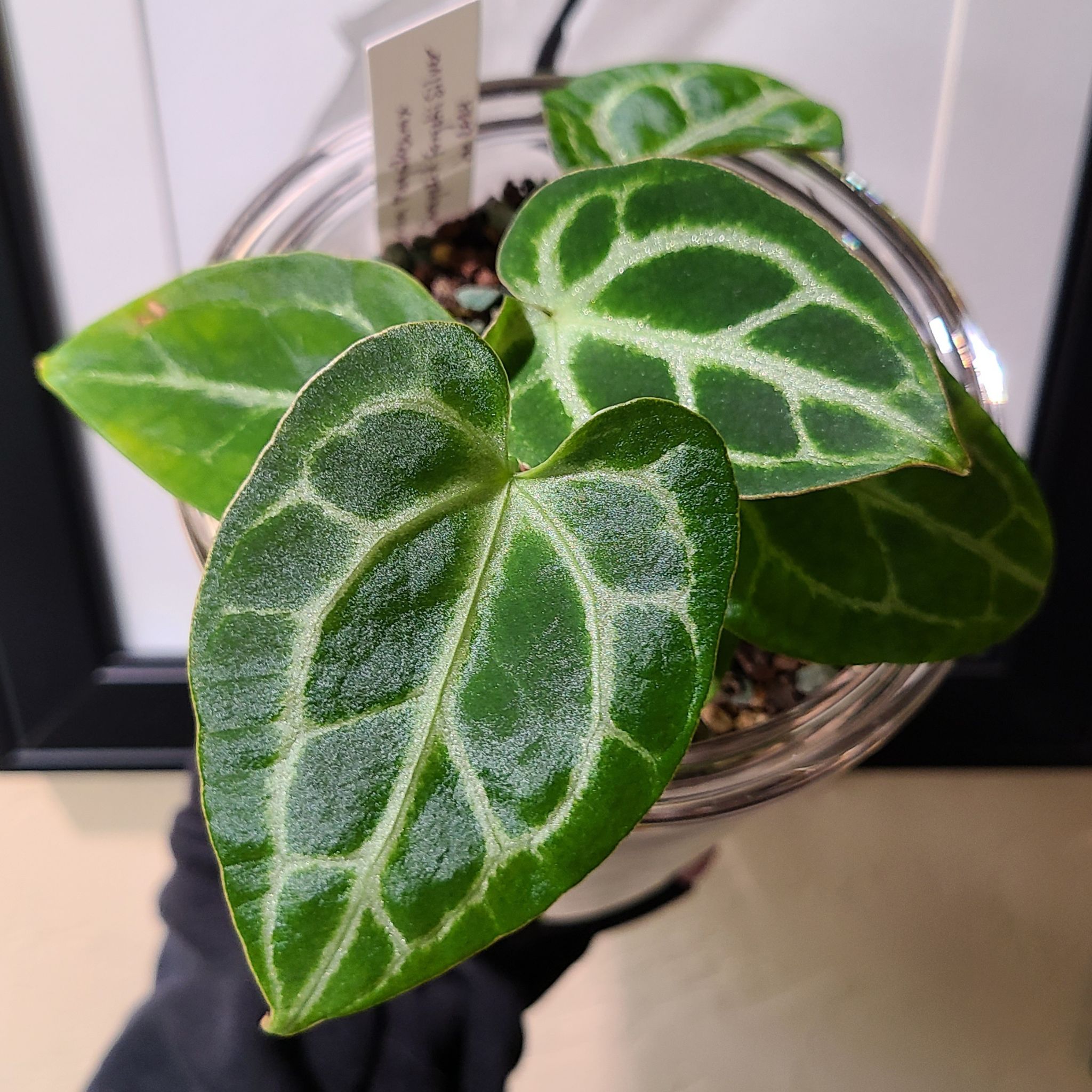 Anthurium Dorayaki Silver x forgetii