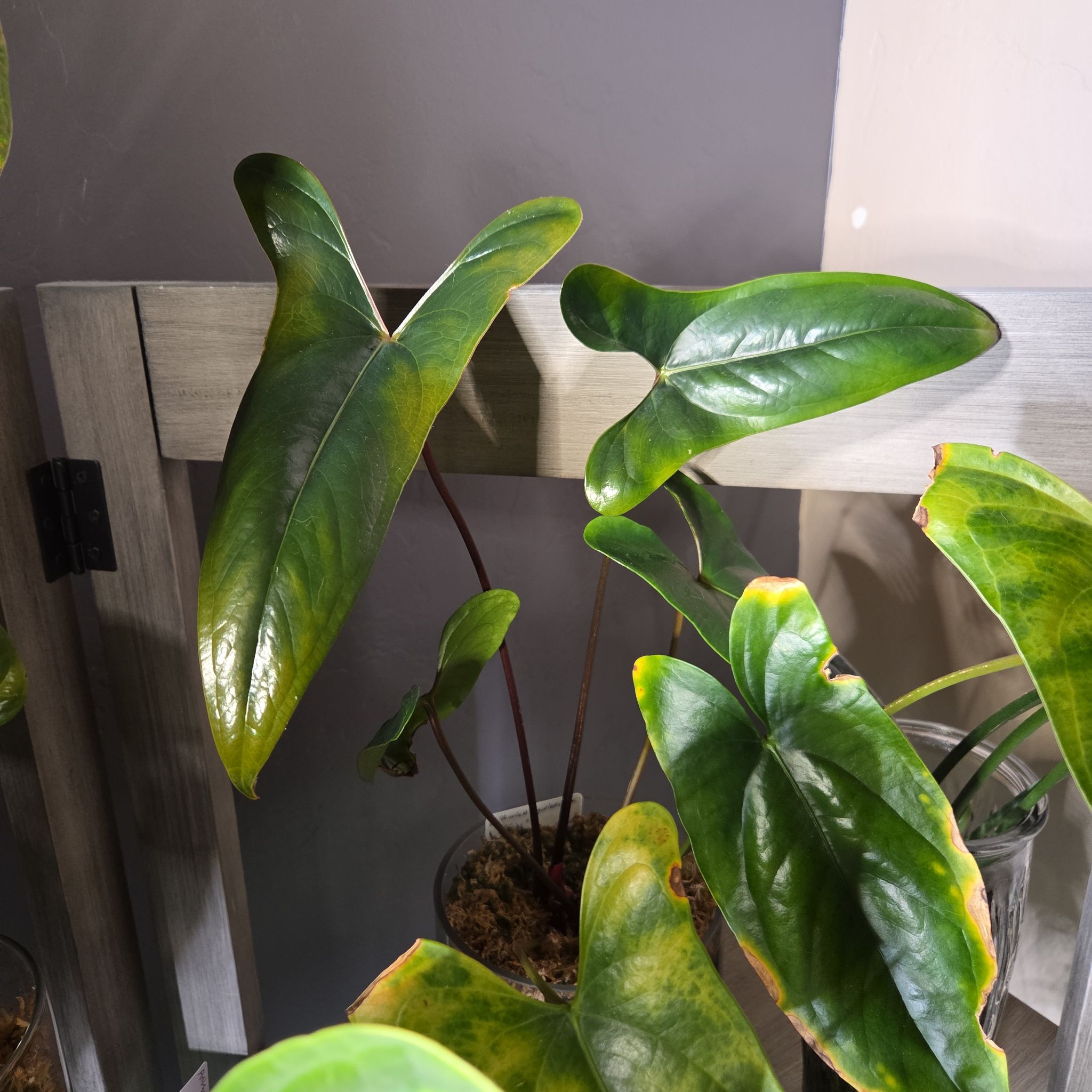 Photo of the plant species Anthurium Nigrolaminum Gigi by @Paradox named Black Sheen on Greg, the plant care app