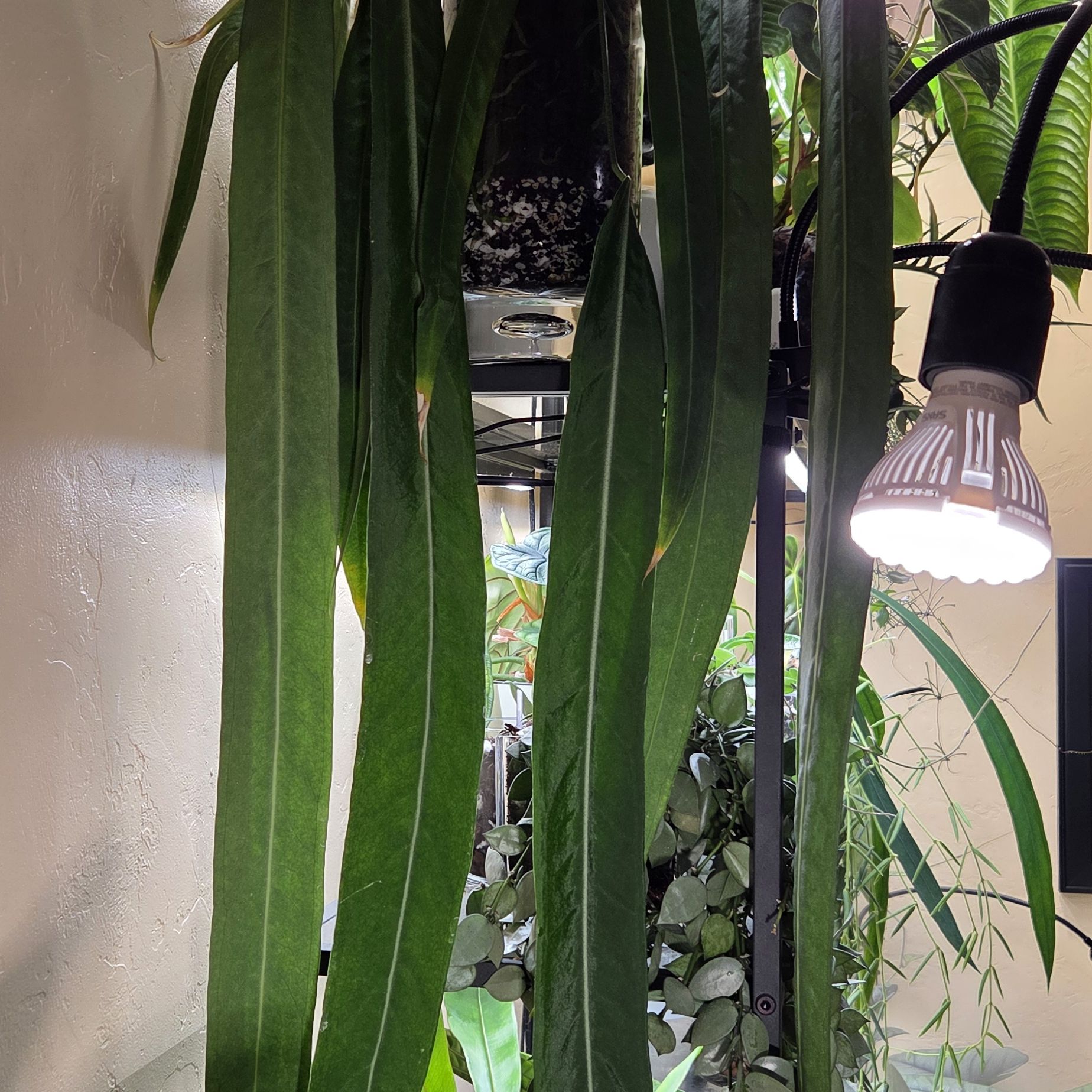 Photo of the plant species Strap Leaf Anthurium by @Paradox named Palli on Greg, the plant care app