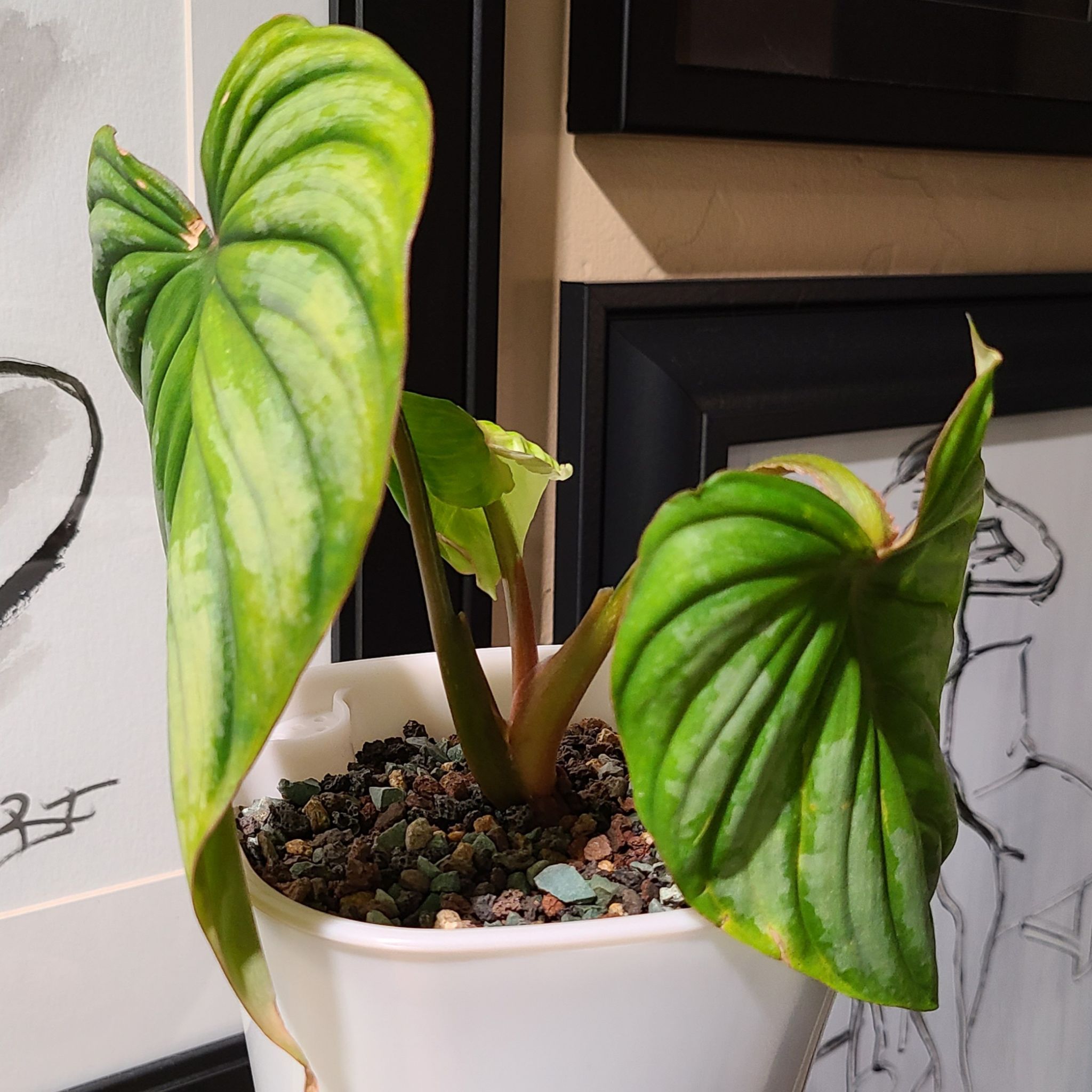 Philodendron 'Silver Cloud' plant in a white pot with visible soil and large green leaves.