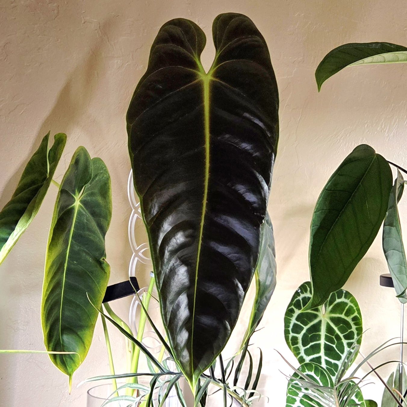 Photo of the plant species Anthurium esmeraldense by @Paradox named Esme on Greg, the plant care app