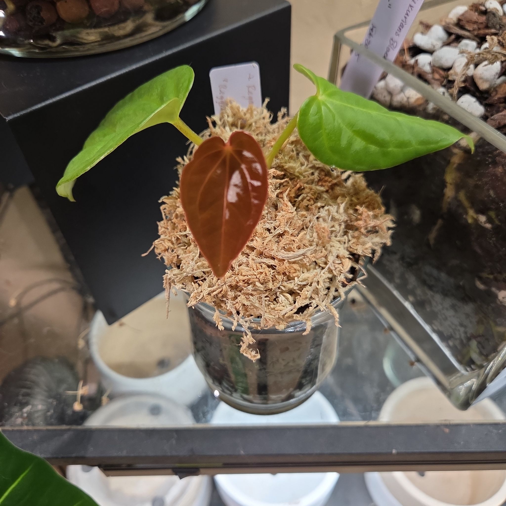 Photo of the plant species Anthurium Lux x Regales by @Paradox named Reggie Lu on Greg, the plant care app