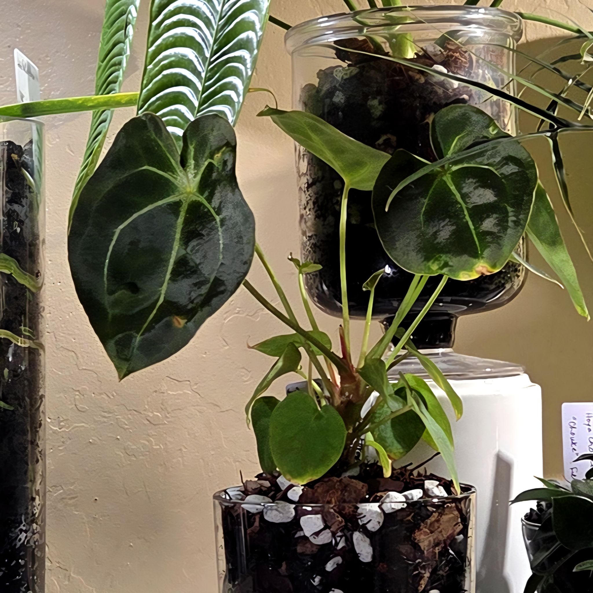 Photo of the plant species Anthurium besseae aff x forgetii by @Paradox named Blue Bess x For on Greg, the plant care app