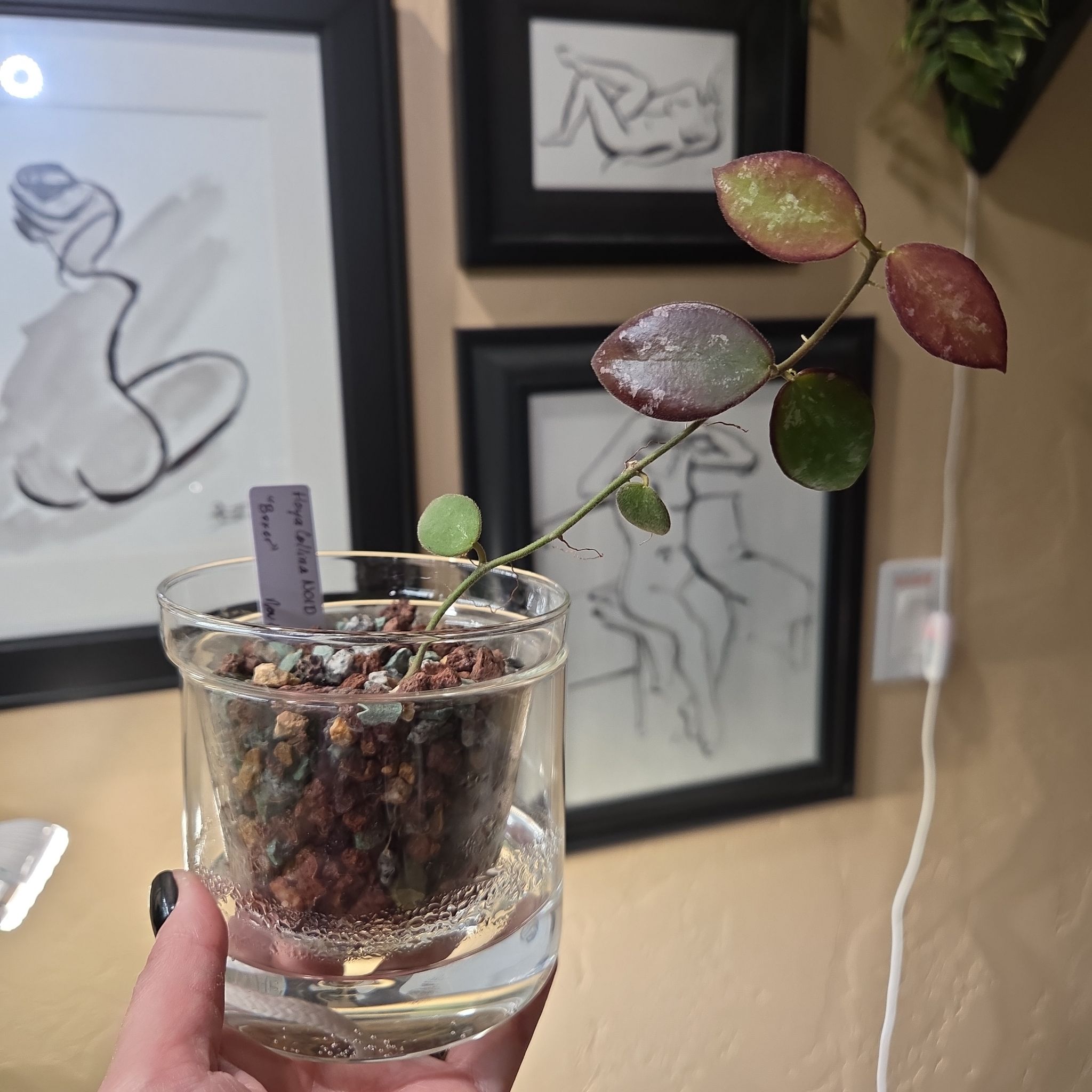 Photo of the plant species IR-26 by @Paradox named Collina on Greg, the plant care app
