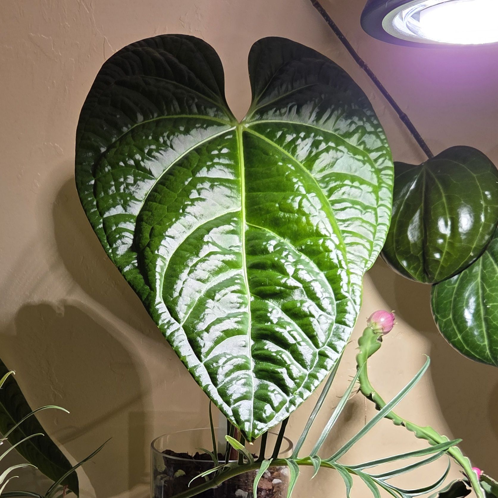 Photo of the plant species Black Mage by @Paradox named Black Diamond on Greg, the plant care app