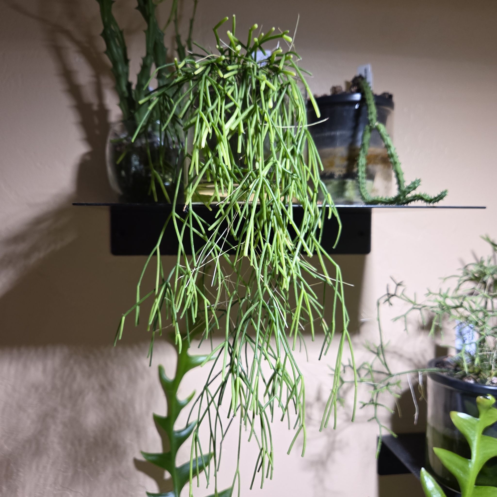 Photo of the plant species Rhipsalis clavata by @Paradox named Vata on Greg, the plant care app
