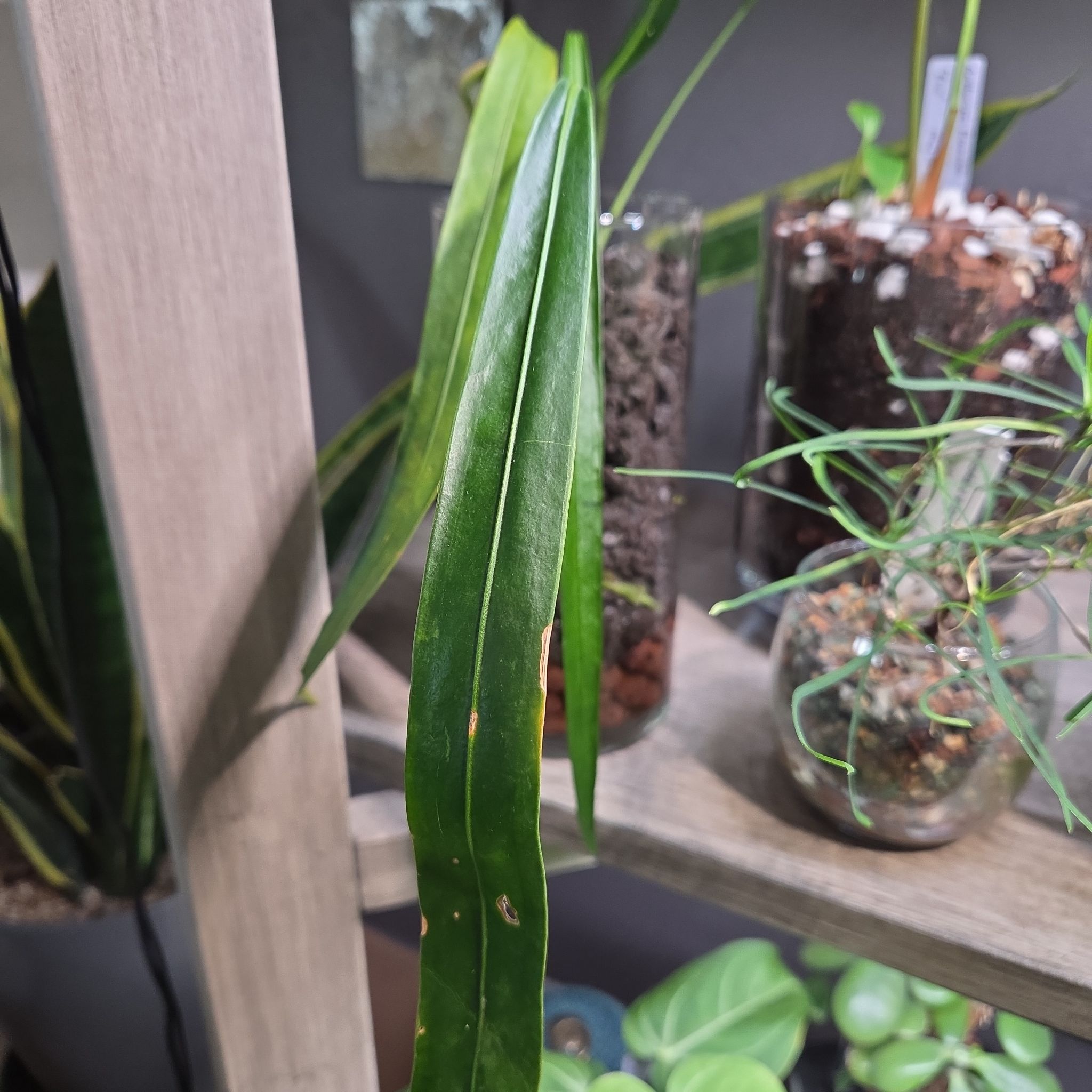 Photo of the plant species Friedrichsthal's Anthurium by @Paradox named Friedrich on Greg, the plant care app