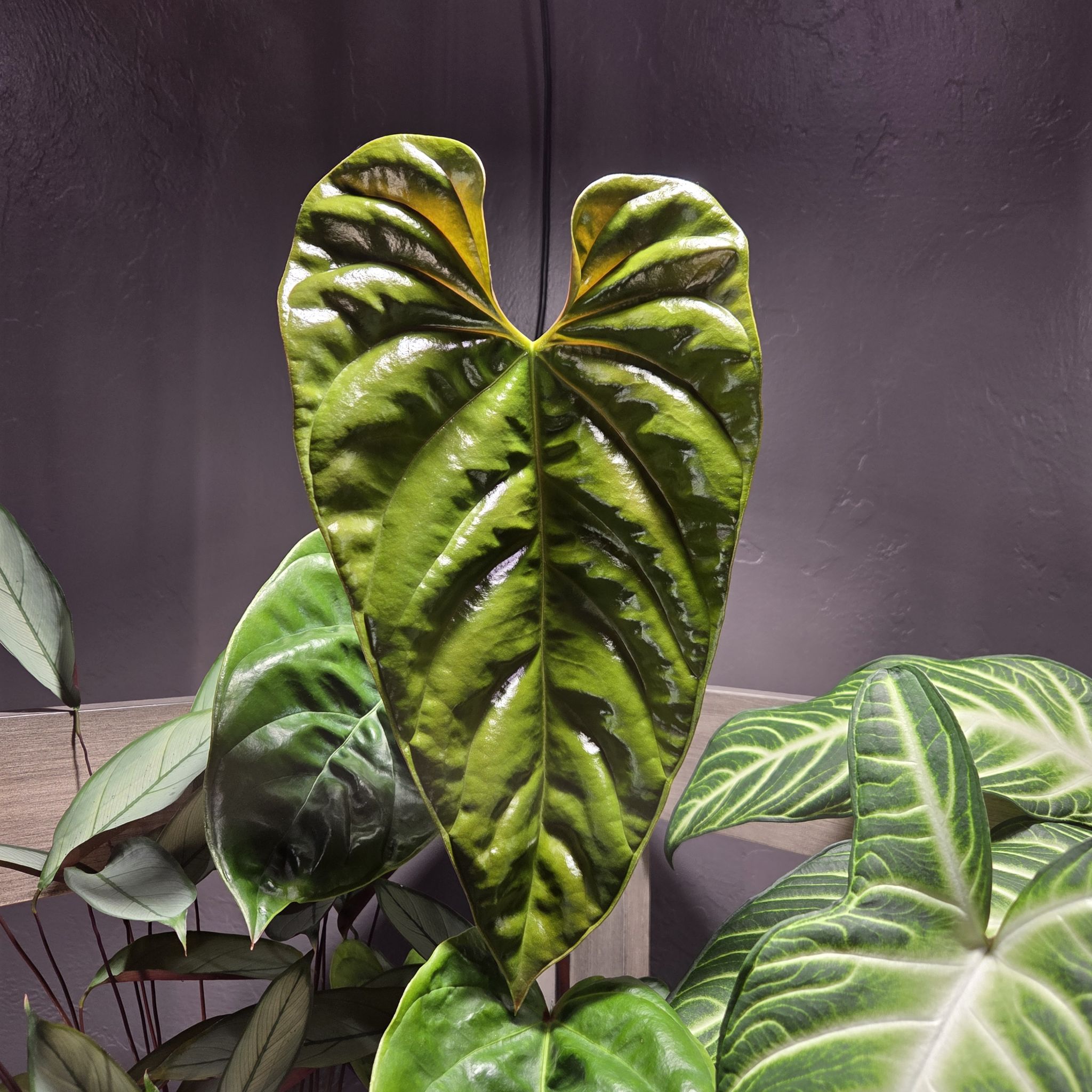 Photo of the plant species Anthurium recavum by @Paradox named Rico on Greg, the plant care app