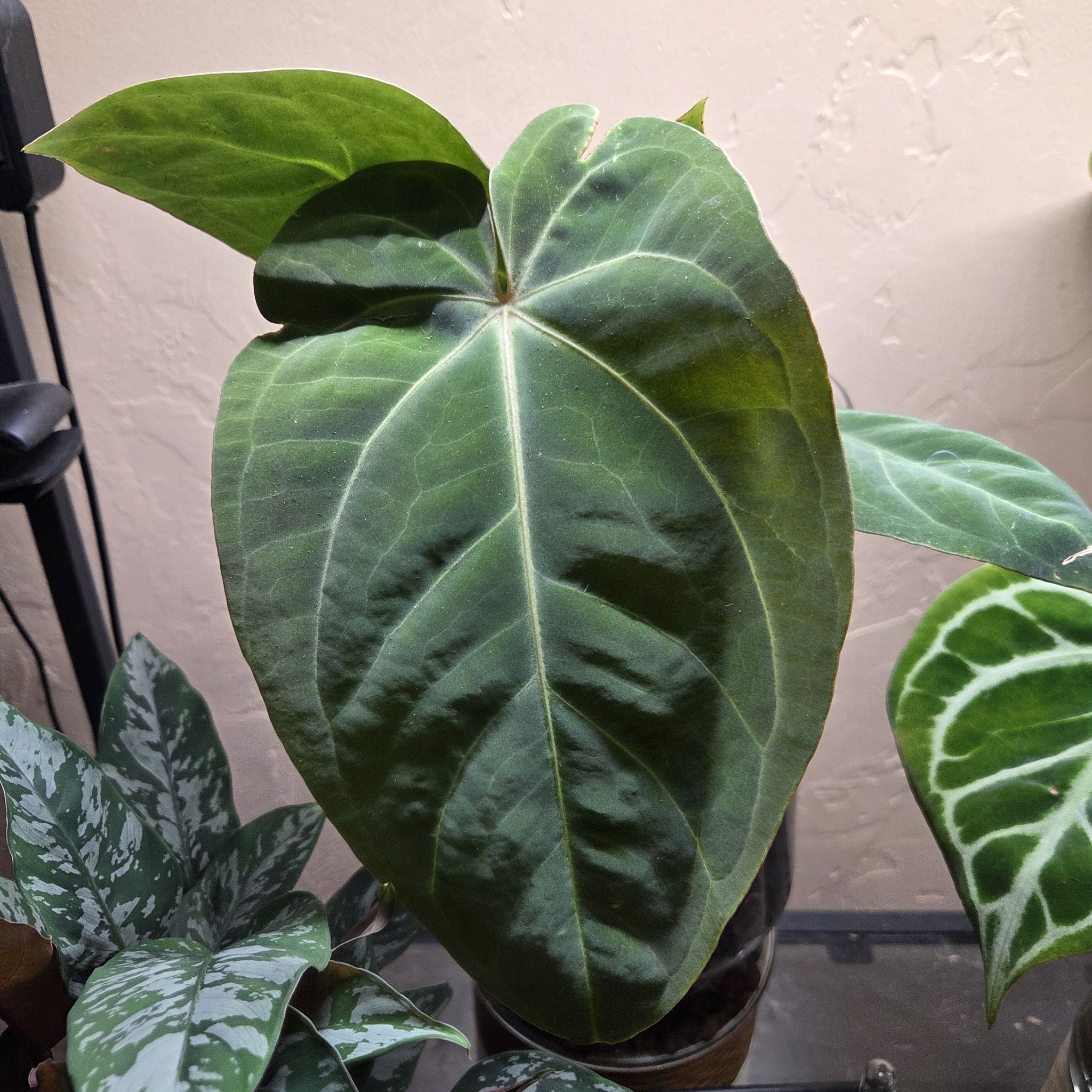 Photo of the plant species Anturio Dressleri by @Paradox named Saoirse A. Eureka x Dressleri on Greg, the plant care app