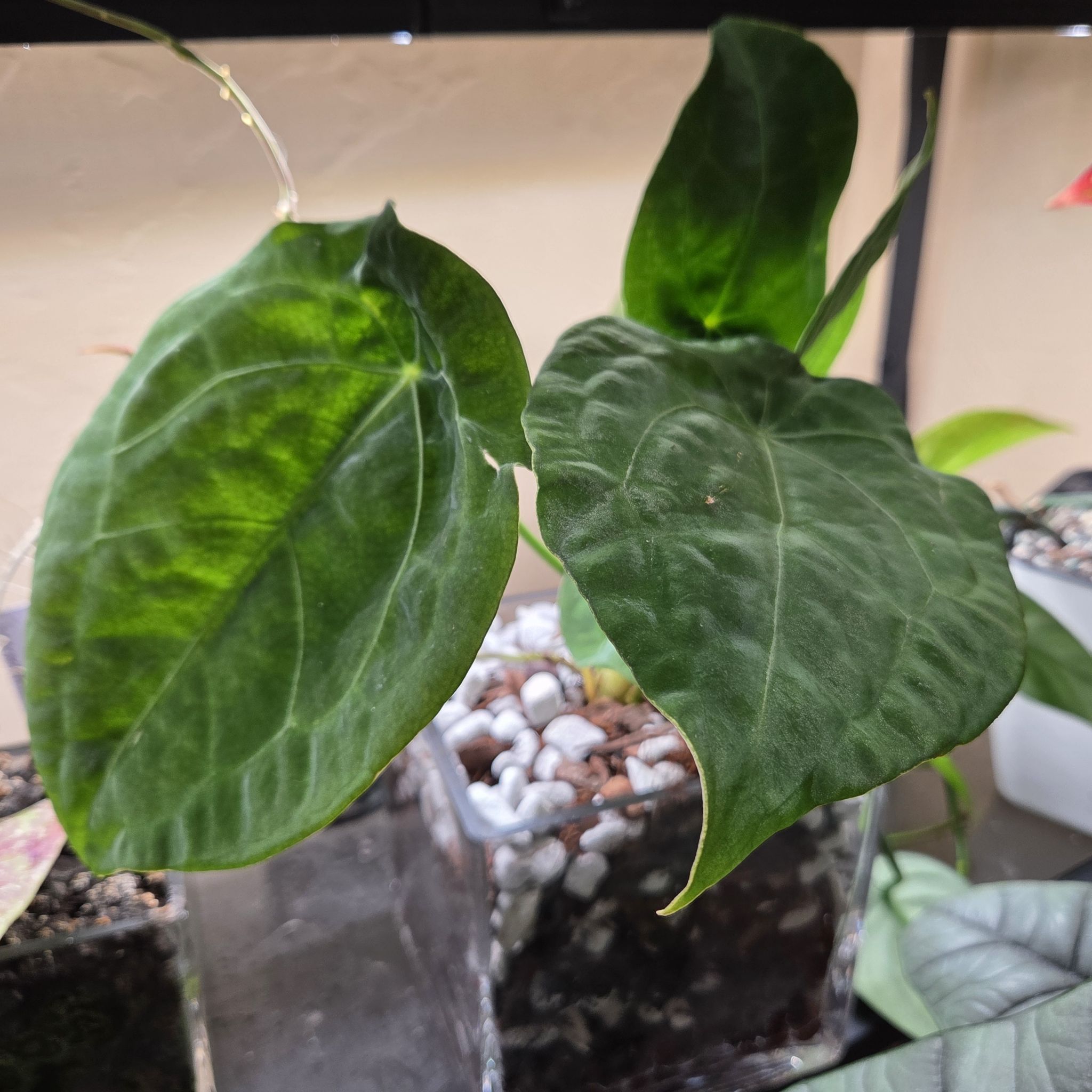 Photo of the plant species Anthurium forgetii by @Paradox named Shadow Melt on Greg, the plant care app