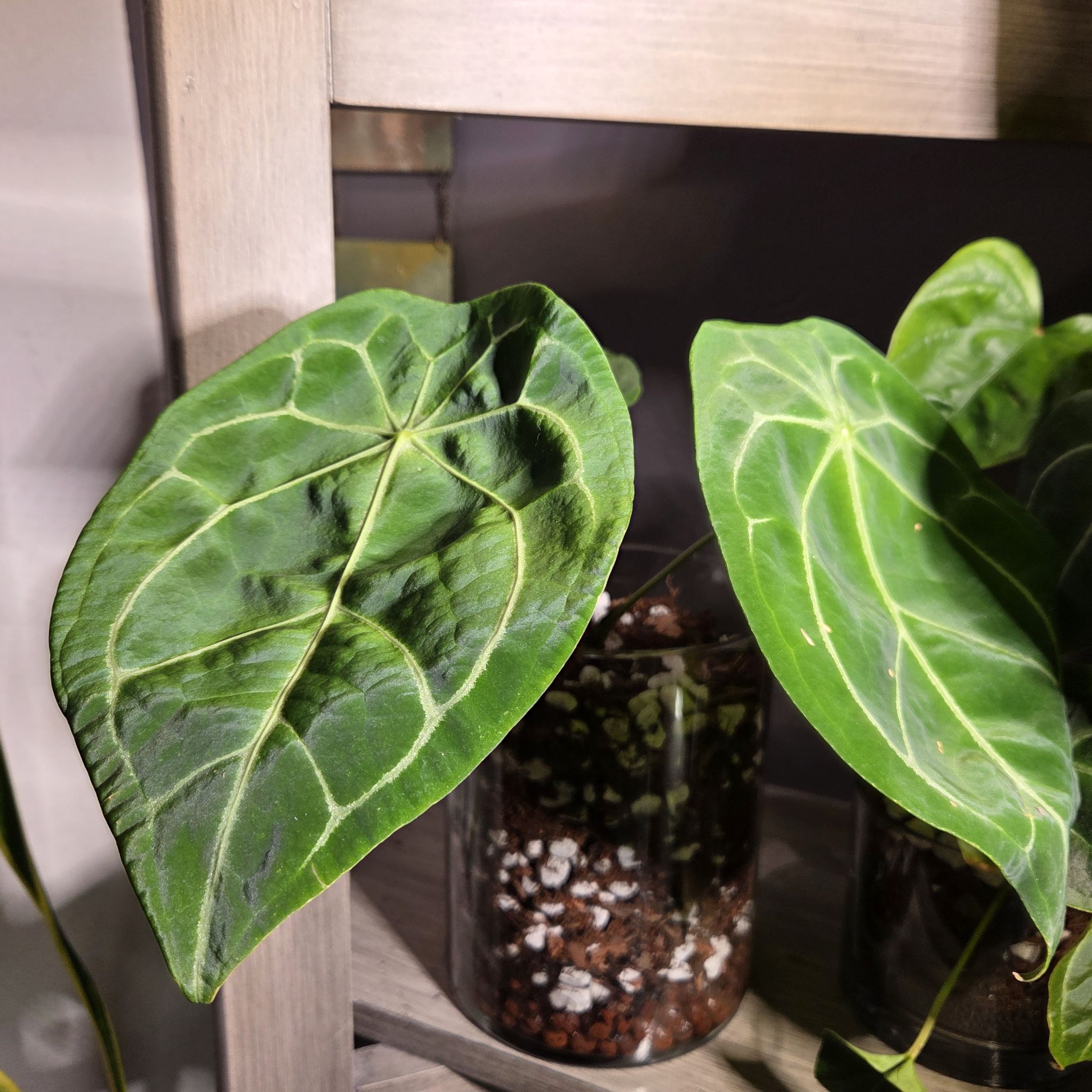 Photo of the plant species Anthurium forgetii by @Paradox named Pedal Pusher A. Forgetii White Stripes on Greg, the plant care app