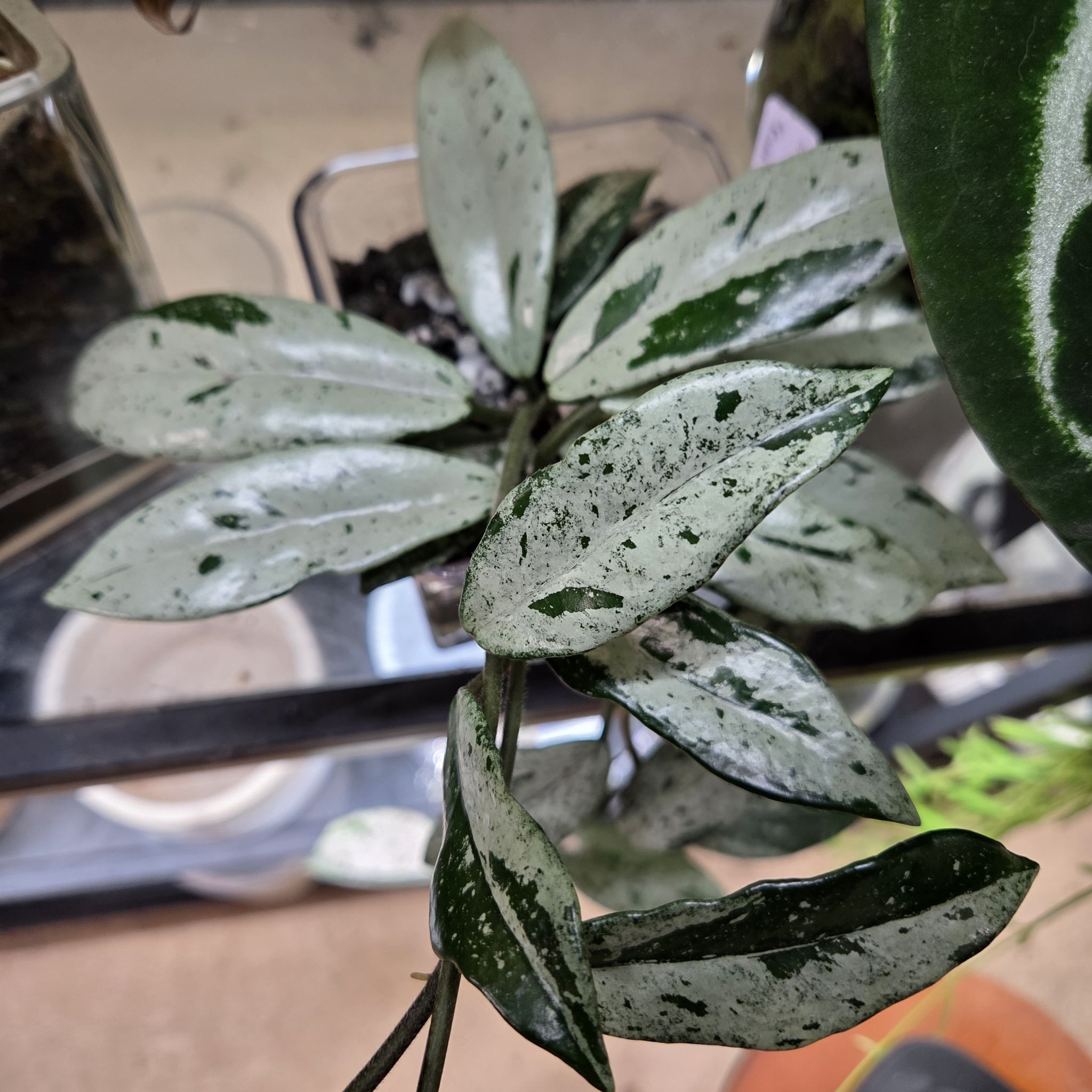 Photo of the plant species Hoya carnosa 'Wilbur Graves Silver' by @Paradox named Russia on Greg, the plant care app