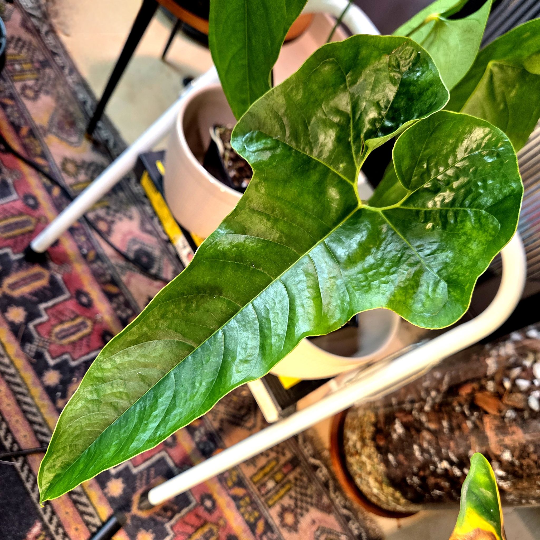 Photo of the plant species Anthurium cupulispathum by @Paradox named Frizzell - cupulispathum x pedatum on Greg, the plant care app
