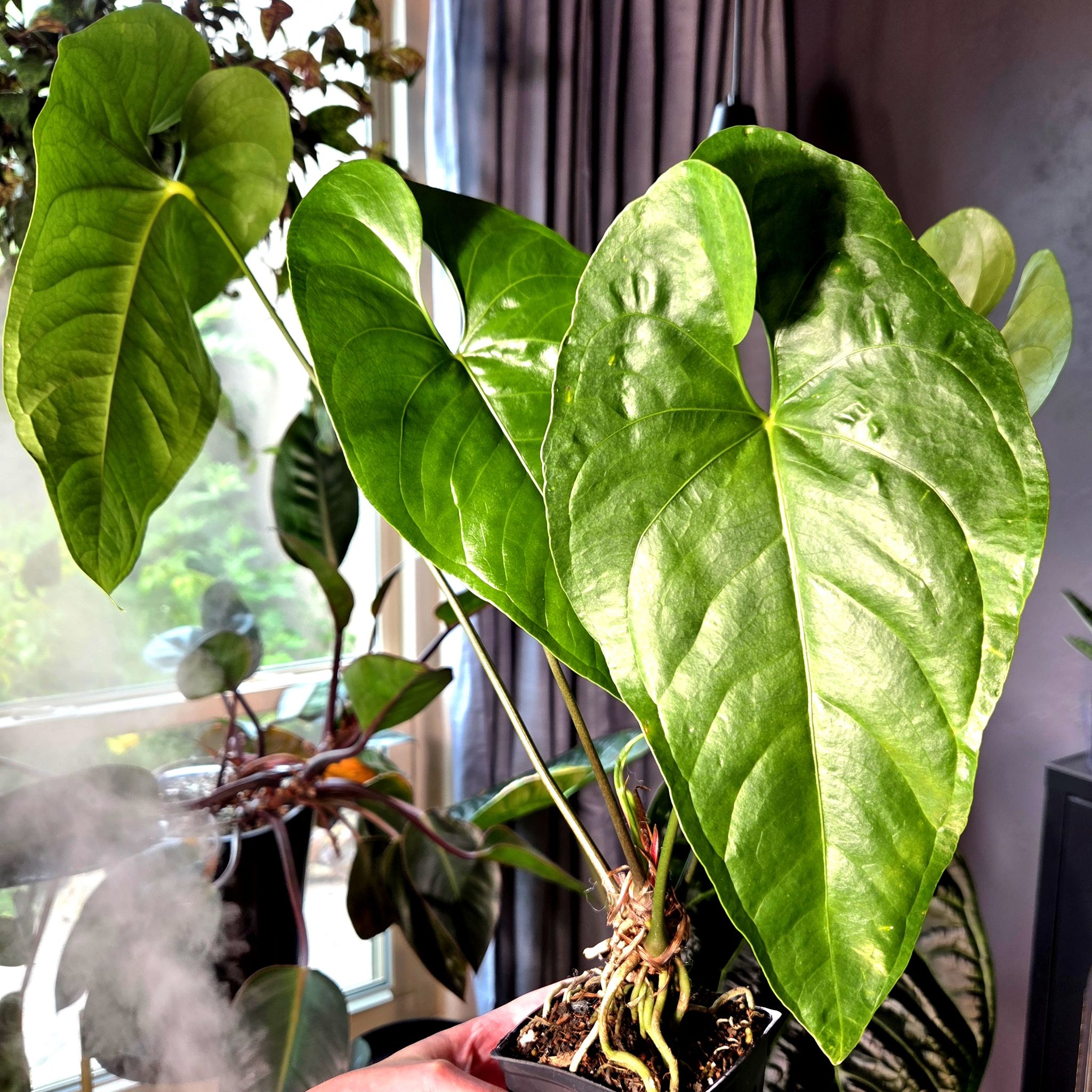 Photo of the plant species Black Anthurium by @Paradox named Lyrin on Greg, the plant care app