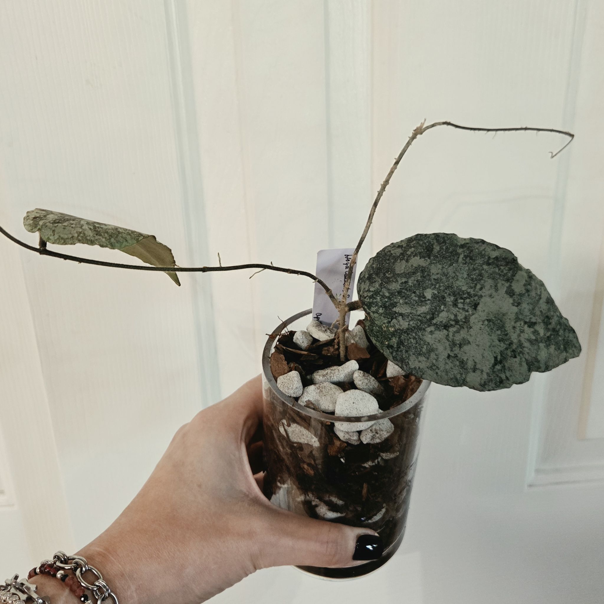 Photo of the plant species Hoya caudata 'Silver' by @Paradox named Sibyl on Greg, the plant care app