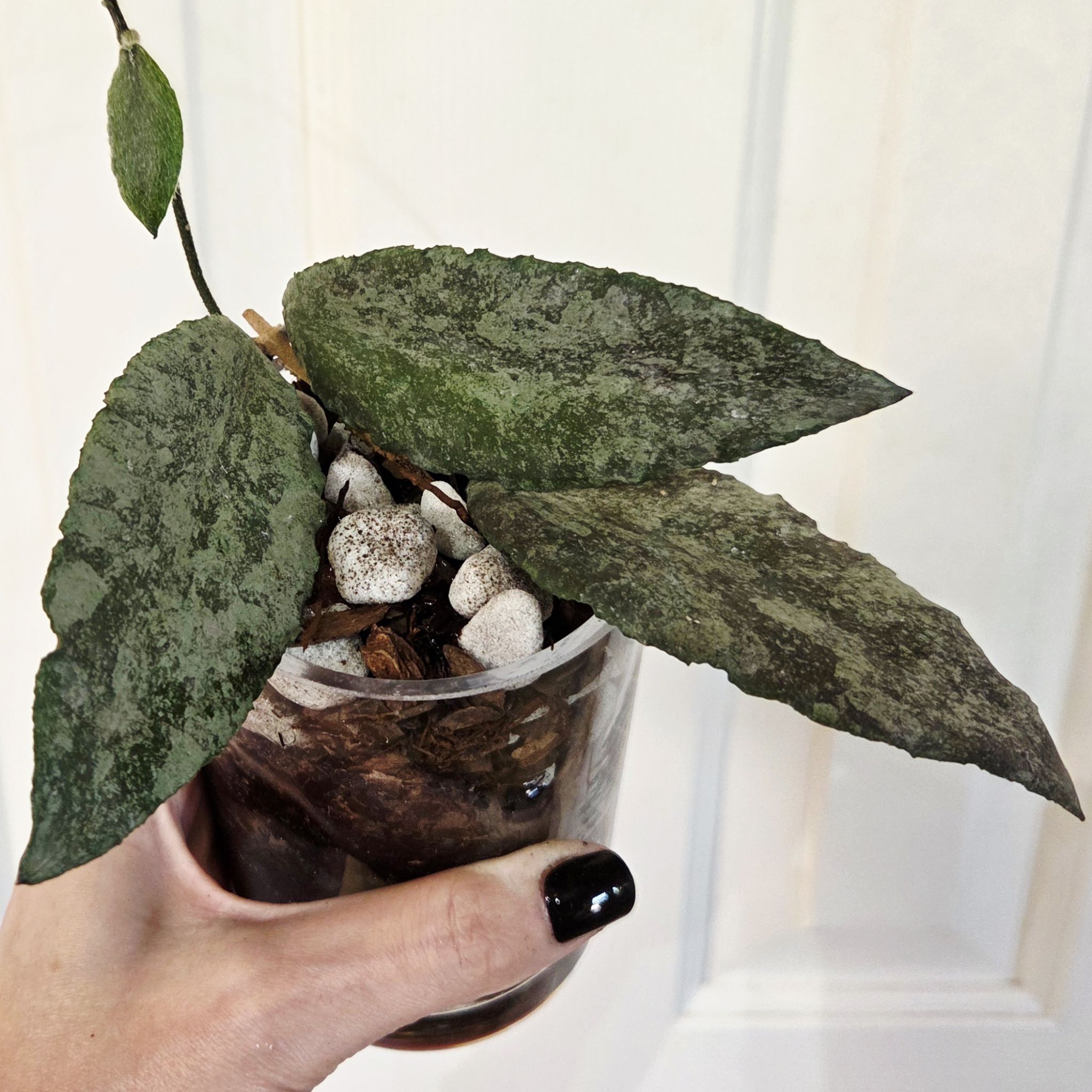 Photo of the plant species Hoya caudata 'Silver' by @Paradox named Tundra - caudata sparkling snow on Greg, the plant care app