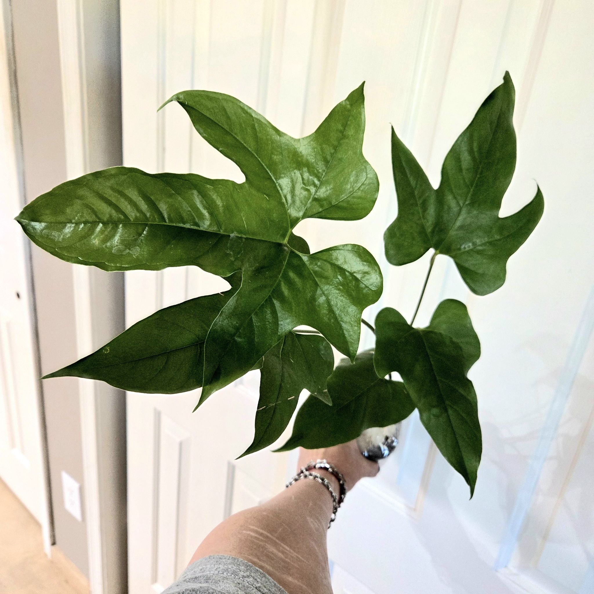 Photo of the plant species Anthurium Pedatum by @Paradox named Cricket on Greg, the plant care app