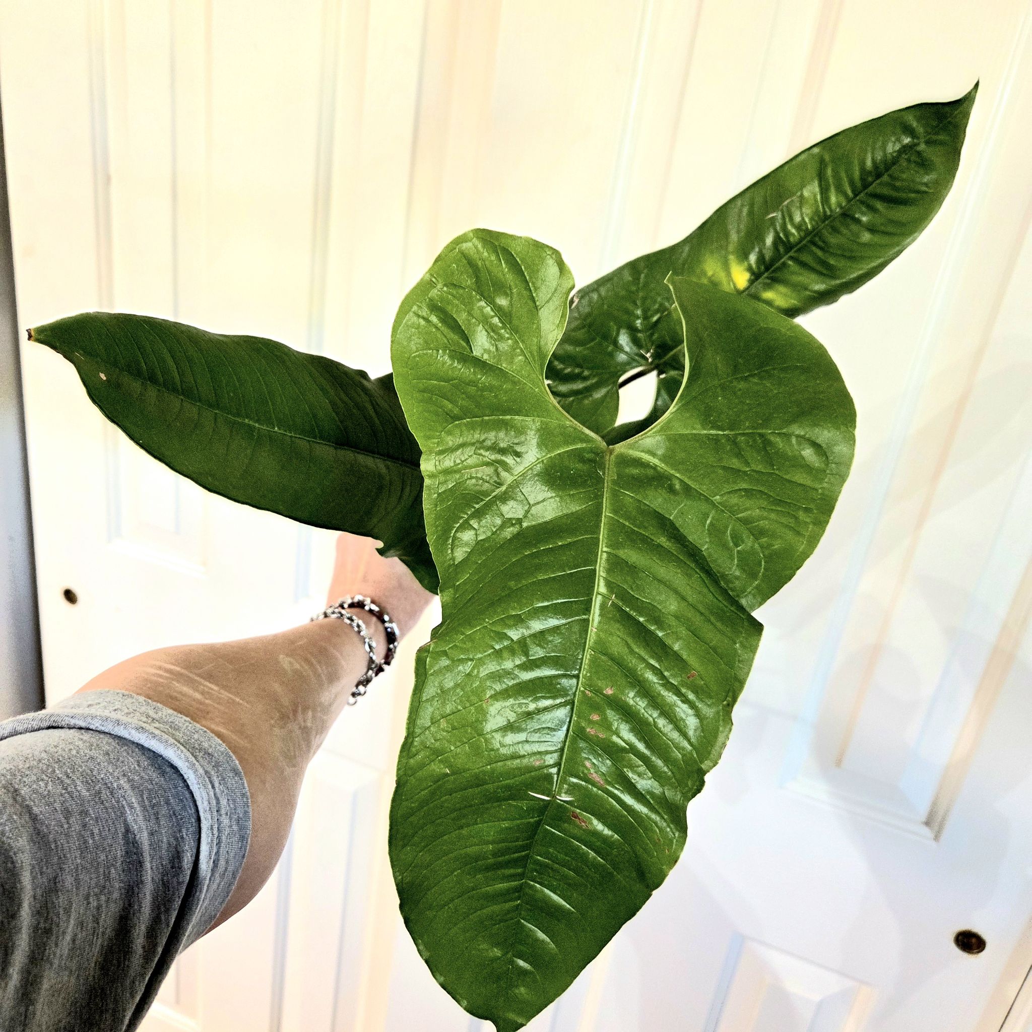 Photo of the plant species brownii by @Paradox named Tambora on Greg, the plant care app