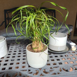 Ponytail Palm plant in Tucson, Arizona