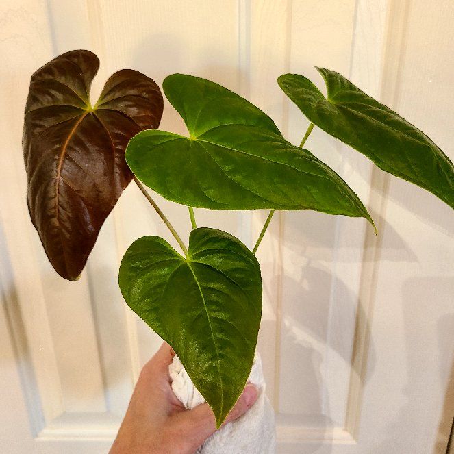Photo of the plant species Anthurium 'Moodeanum' by @Paradox named Samira on Greg, the plant care app