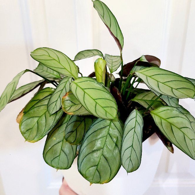 Photo of the plant species Ctenanthe 'Silver Star' by @Paradox named Ama on Greg, the plant care app