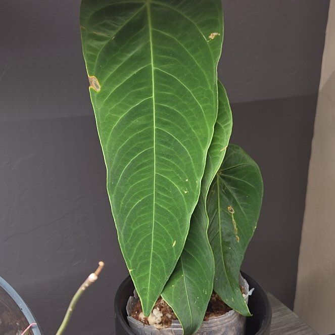 Photo of the plant species Anthurium queremalense by @Paradox named Queer on Greg, the plant care app