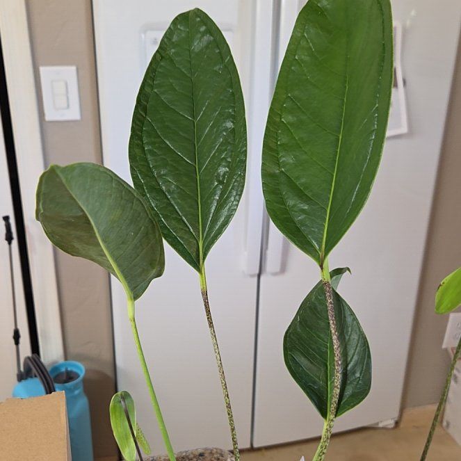 Photo of the plant species Anthurium by @Paradox named Liora maculosum on Greg, the plant care app