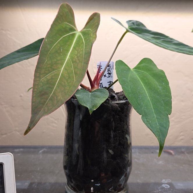 Photo of the plant species Anthurium papillaminum by @Paradox named Indigo on Greg, the plant care app