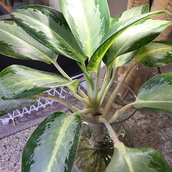 Photo of the plant species White Rain Chinese Evergreen by @Paradox named Rowan on Greg, the plant care app