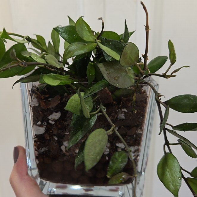 Photo of the plant species Hoya krohniana black by @Paradox named Ipsol on Greg, the plant care app