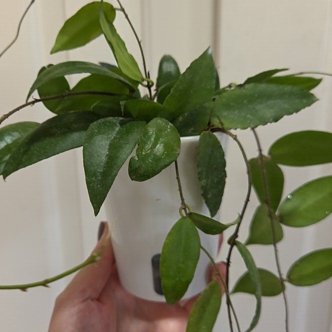 Photo of the plant species Hoya caudata Sumatra by @Paradox named Lawrence on Greg, the plant care app