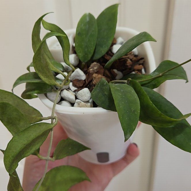 Photo of the plant species Hoya kalimantan by @Paradox named Ingrid (corneri) on Greg, the plant care app