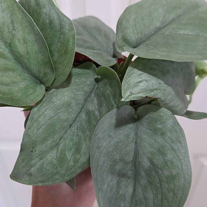 Photo of the plant species Sterling Silver by @Paradox named Isla (hero) on Greg, the plant care app